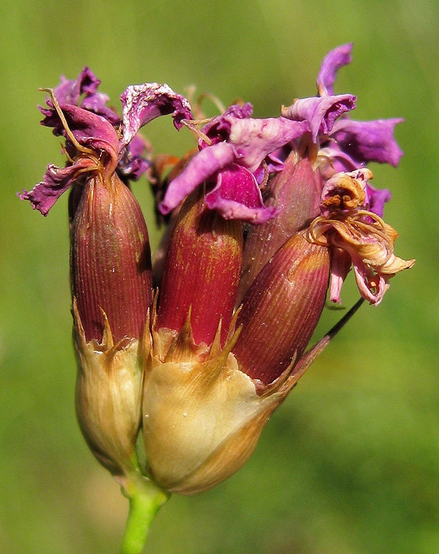 Изображение особи Dianthus borbasii.