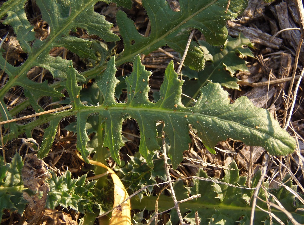 Изображение особи Sisymbrium loeselii.