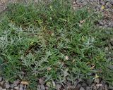Helianthemum pilosum. Отцветающее растение. Германия, г. Крефельд, Ботанический сад. 06.09.2014.