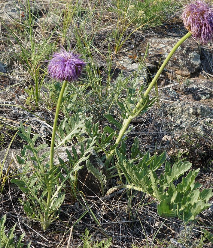 Image of Stemmacantha uniflora specimen.