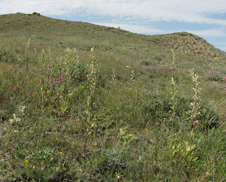 Image of Himantoglossum caprinum specimen.