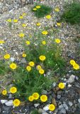 Anthemis tinctoria