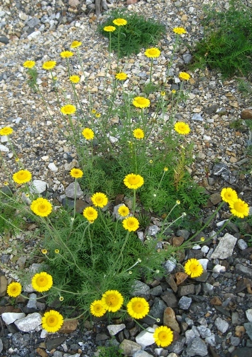 Изображение особи Anthemis tinctoria.