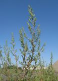 Bassia scoparia. Верхняя часть цветущего растения. Алтайский край, г. Барнаул, железнодорожная насыпь. 18.08.2009.