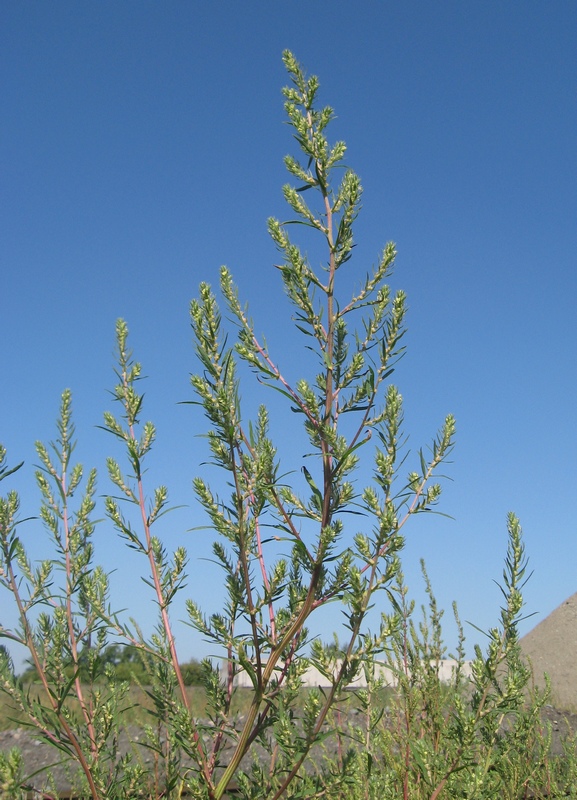 Image of Bassia scoparia specimen.