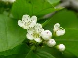 Crataegus chlorosarca. Соцветие. Камчатский край, Петропавловск-Камчатский городской округ, рощица вдоль озера.