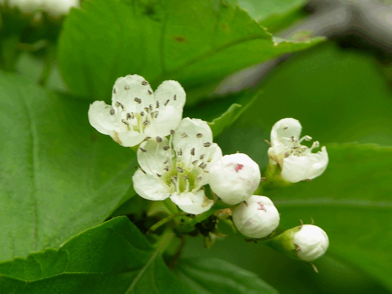 Image of Crataegus chlorosarca specimen.