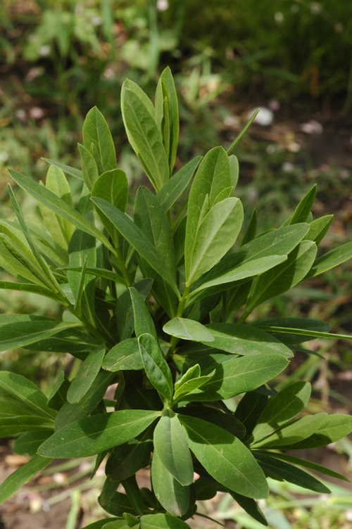 Image of Daphne altaica specimen.