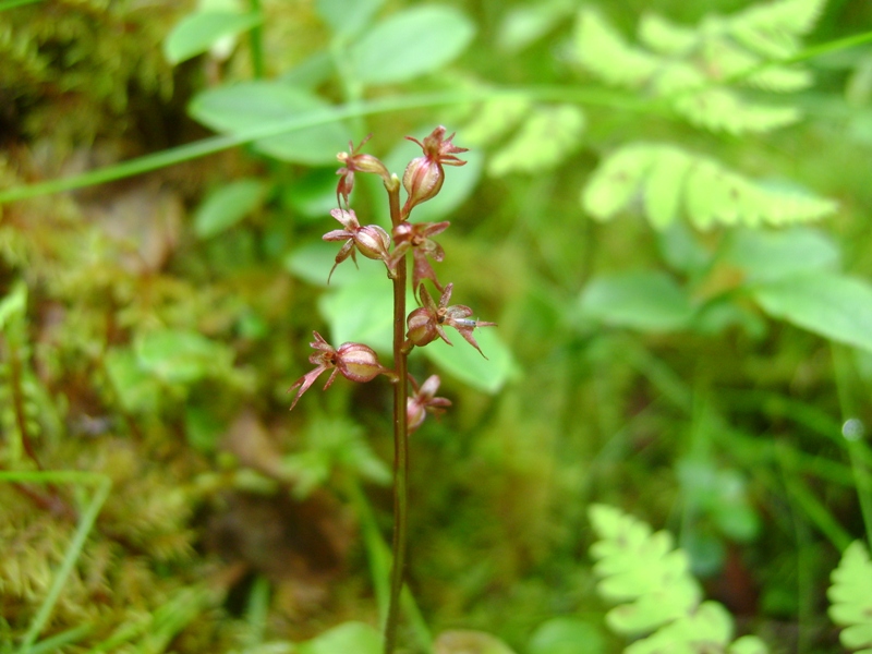 Изображение особи Listera cordata.