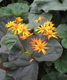 Ligularia dentata. Цветущее растение. С-Петербург, клумба. 22 сентября 2009 г.