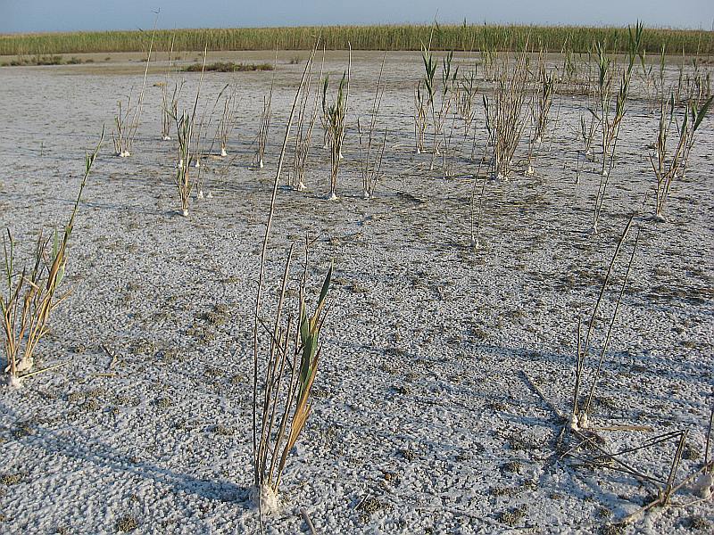 Изображение особи Phragmites australis.