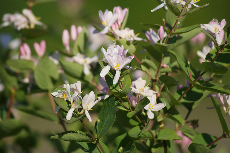 Image of Lonicera tatarica specimen.