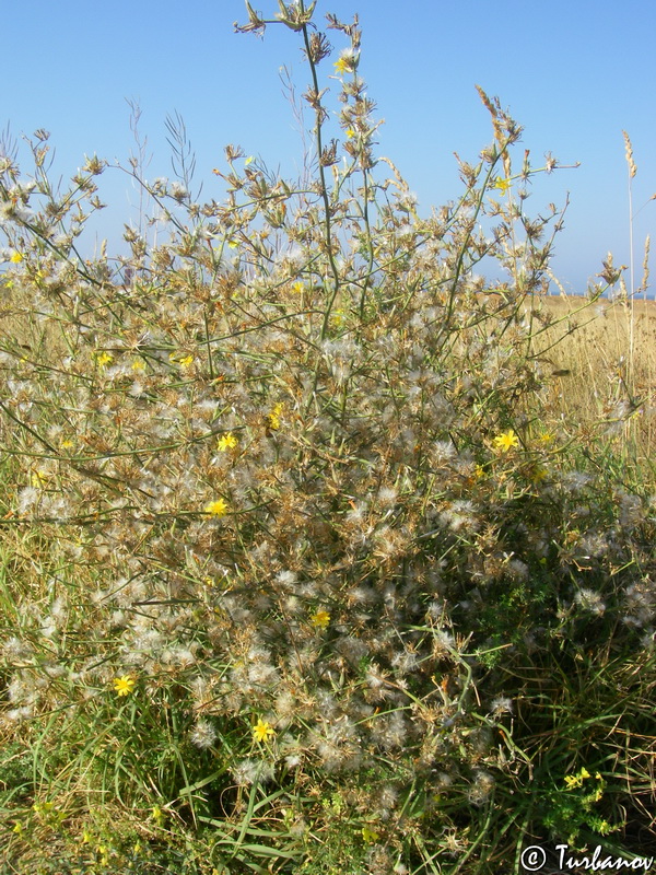 Изображение особи Chondrilla juncea.