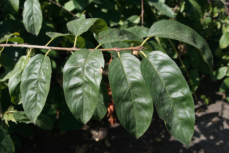 Image of genus Rhamnus specimen.