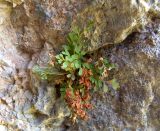 Asplenium ruta-muraria