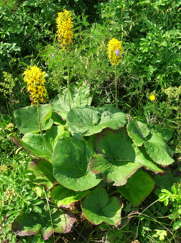 Изображение особи Ligularia fischeri.