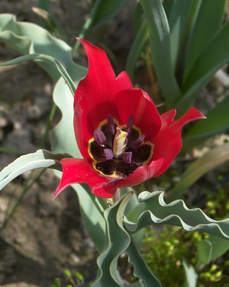 Image of Tulipa undulatifolia specimen.