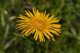 Inula salicina