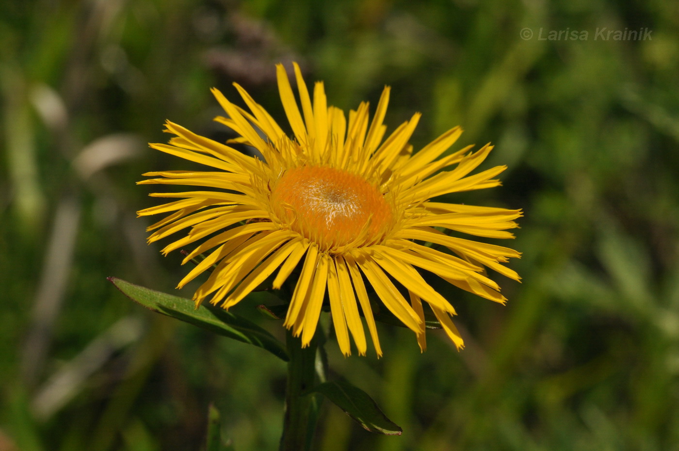 Изображение особи Inula salicina.