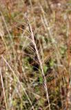 Elymus gmelinii