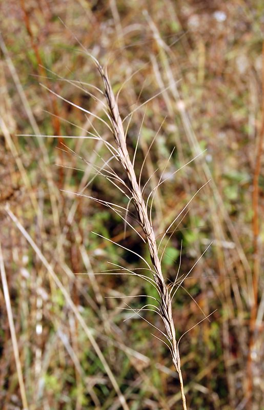 Изображение особи Elymus gmelinii.