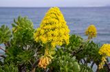 Aeonium arboreum