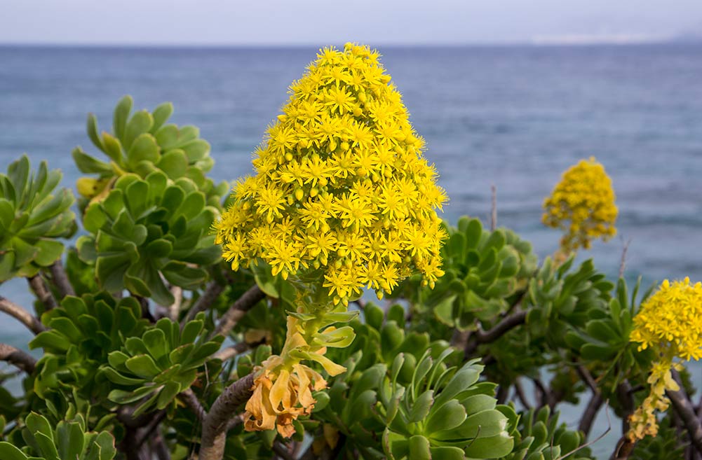 Изображение особи Aeonium arboreum.