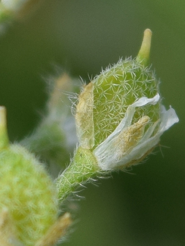 Image of Alyssum simplex specimen.