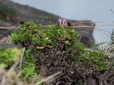 Putoria calabrica. Цветущее и плодоносящее растение на скале близ берега моря. Черногория, муниципалитет Будва, пос. Рафаиловичи (Rafailovići). 16.10.2014.