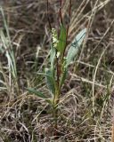 Knorringia sibirica. Цветущее растение. Хакасия, окр. с. Аршаново, интенсивно выпасаемая степь у дороги. 23.05.2015.