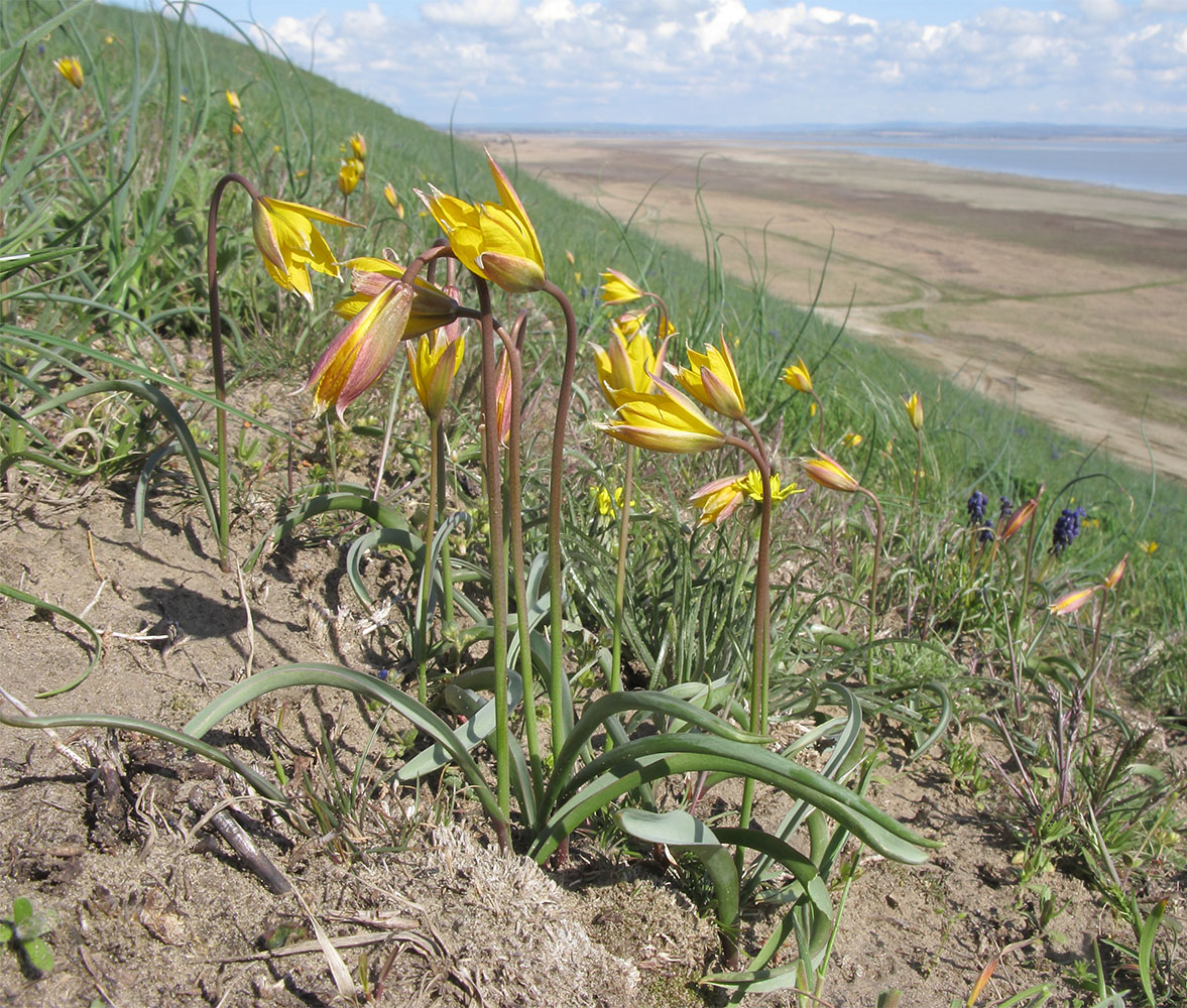 Image of Tulipa australis specimen.