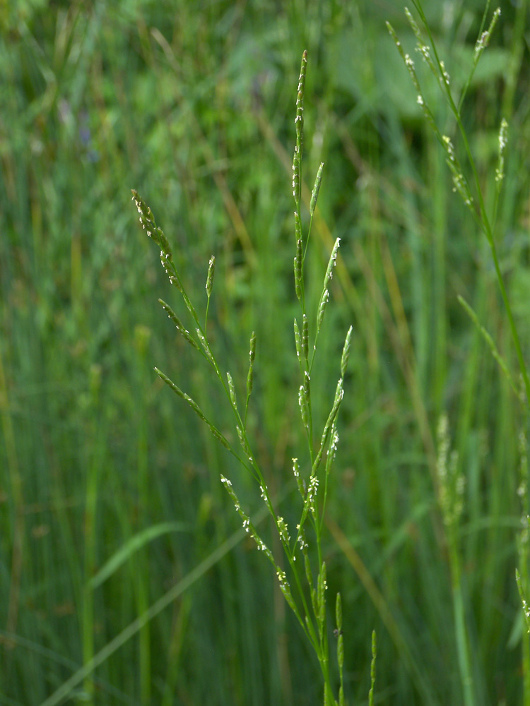 Image of genus Glyceria specimen.