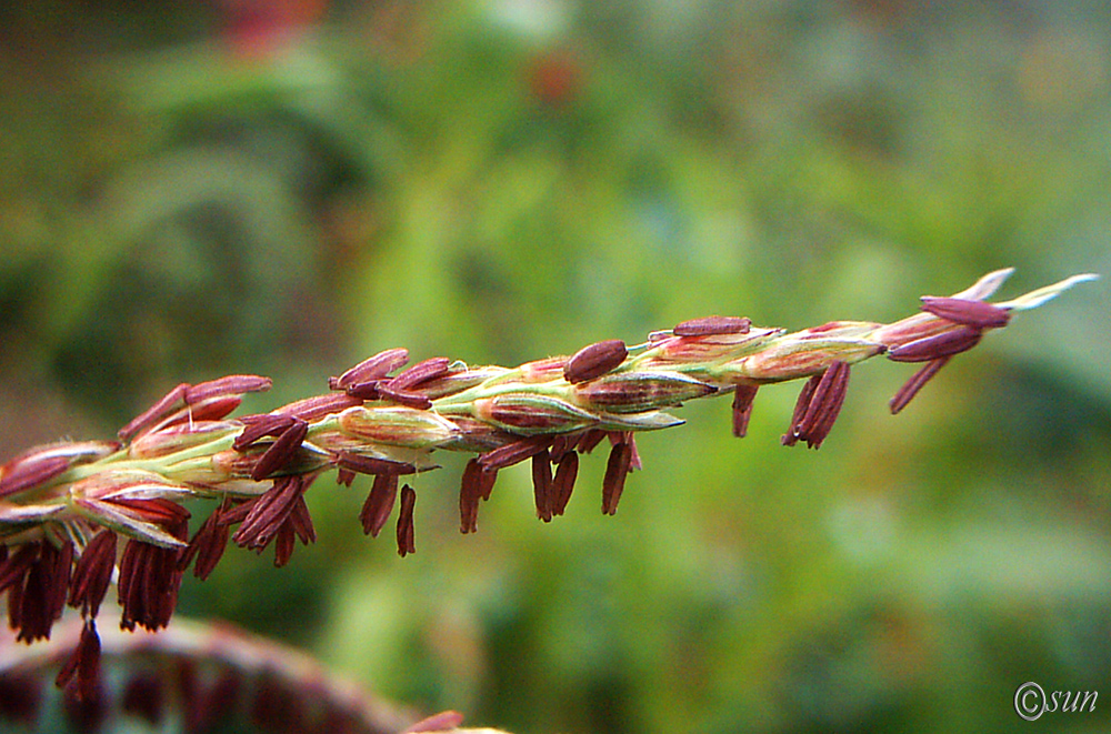 Image of Zea mays specimen.