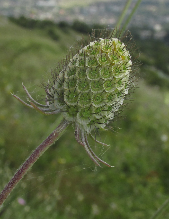 Image of Scabiosa praemontana specimen.