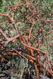 Spiraea hypericifolia. Переплетение побегов. Южный Казахстан, горы Алатау (Даубаба), Западное ущелье. 23.06.2014.