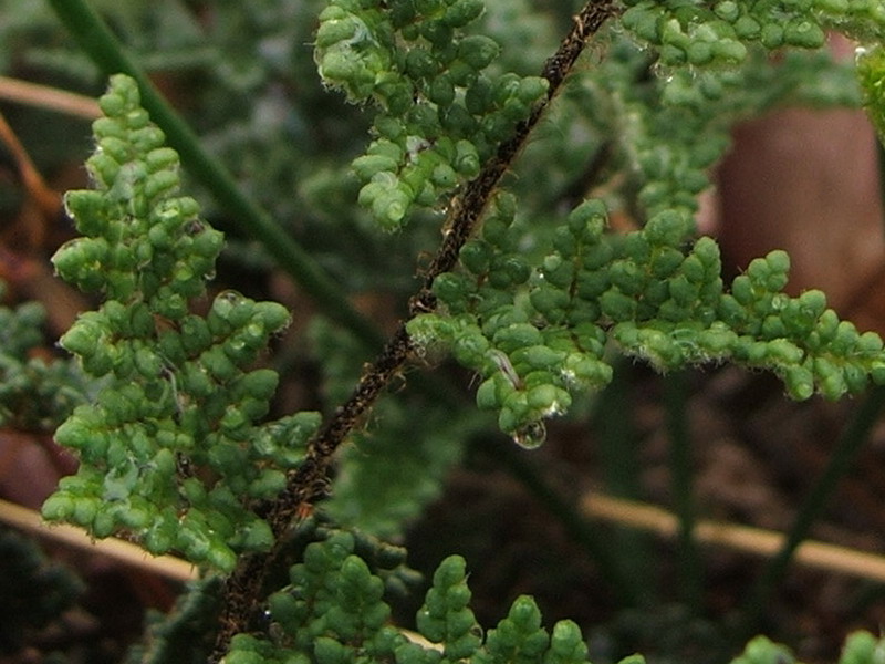 Image of Oeosporangium persicum specimen.