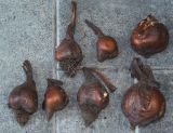 Colchicum speciosum