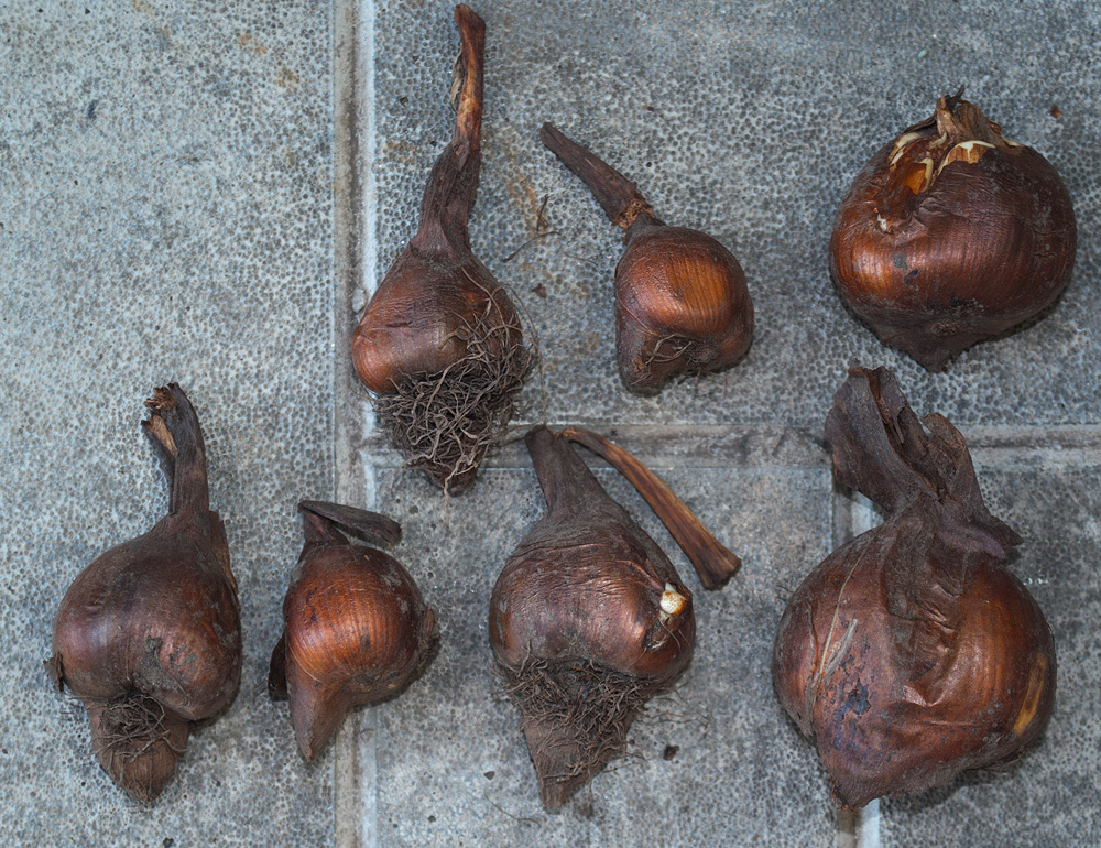 Image of Colchicum speciosum specimen.