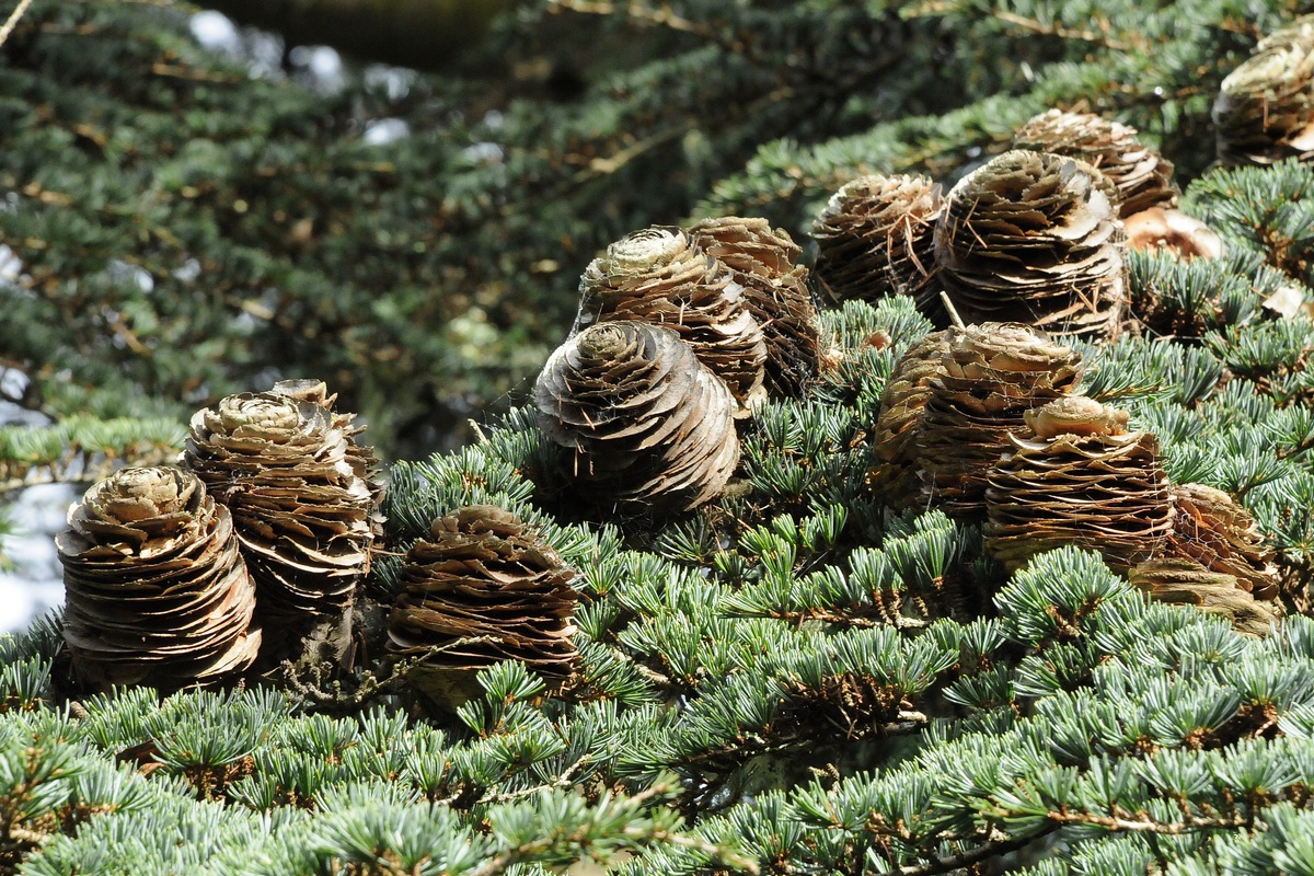 Изображение особи Cedrus libani.