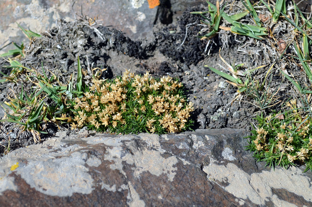 Image of Minuartia biflora specimen.