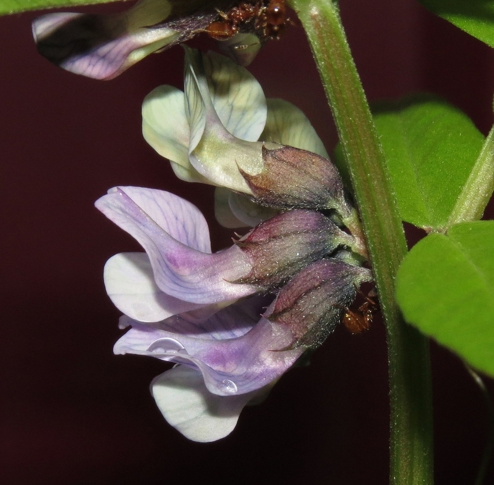 Image of Vicia sepium specimen.