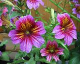 Salpiglossis sinuata. Верхушка цветущего растения. Подмосковье, Одинцовский р-н, окр. г. Кубинка, садовый участок, в культуре. 03.06.2009.