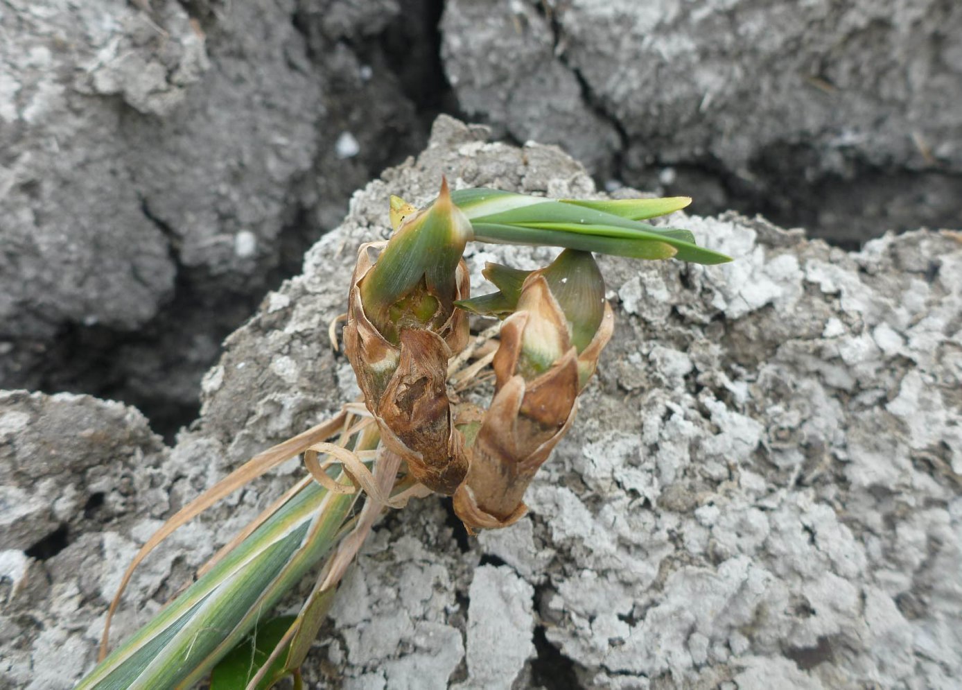 Image of Typha angustifolia specimen.