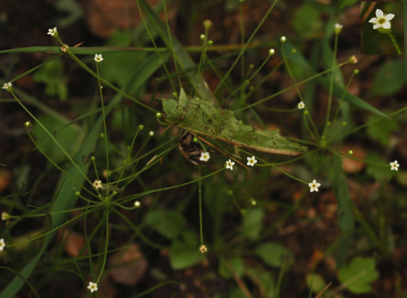 Image of Androsace filiformis specimen.