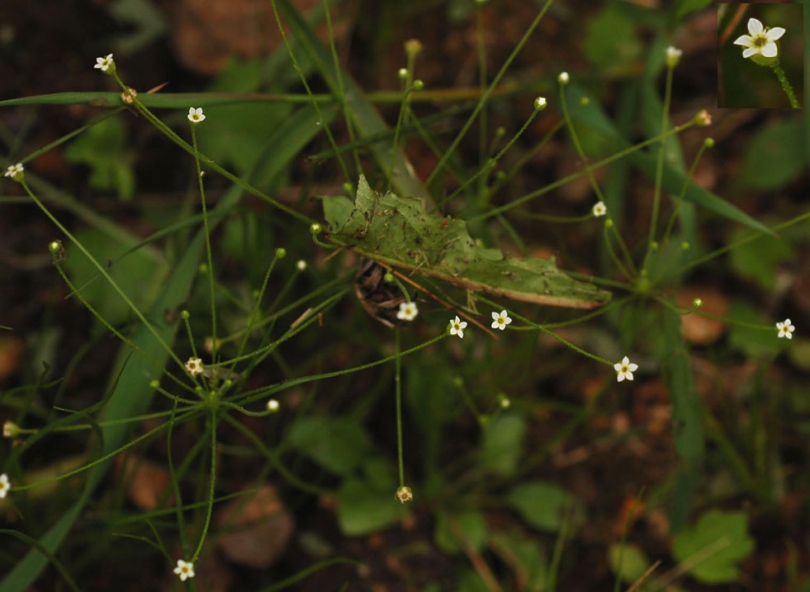 Изображение особи Androsace filiformis.