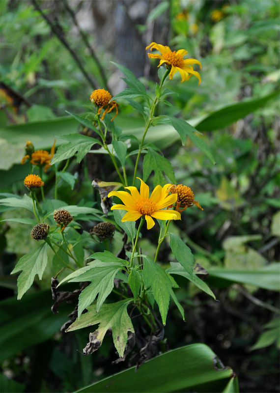 Изображение особи Tithonia diversifolia.