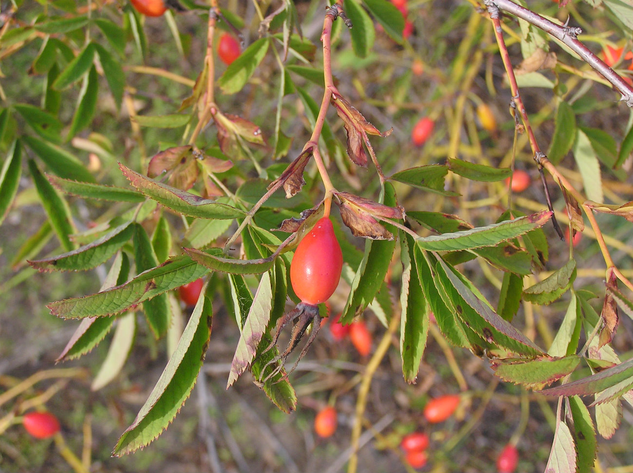 Image of Rosa cinnamomea specimen.