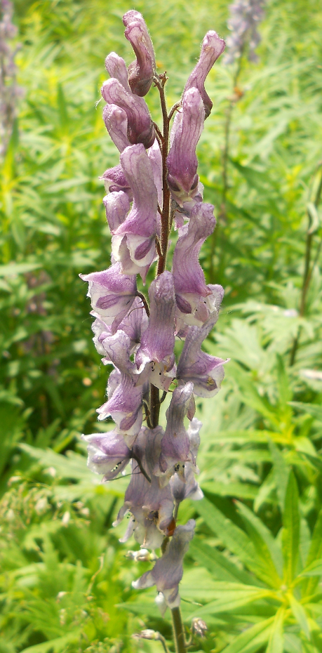 Изображение особи Aconitum rubicundum.