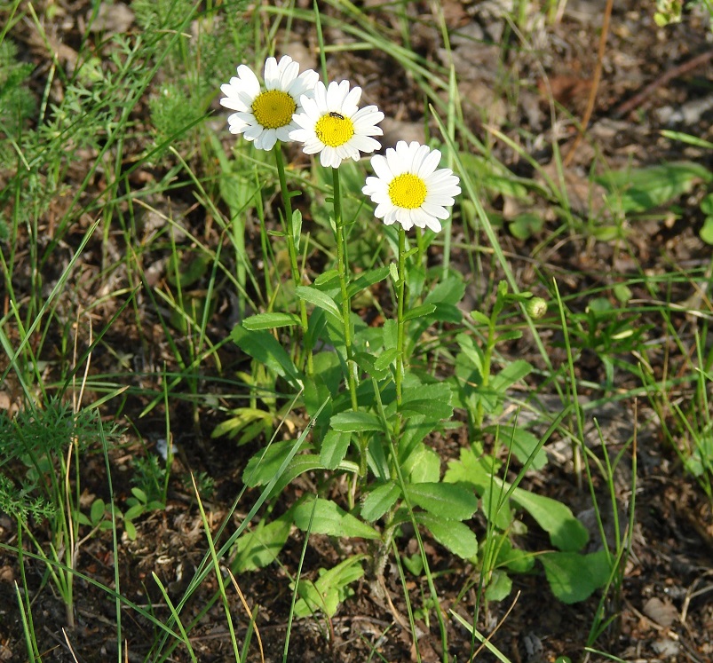 Image of genus Leucanthemum specimen.