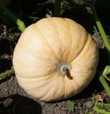 Cucurbita maxima